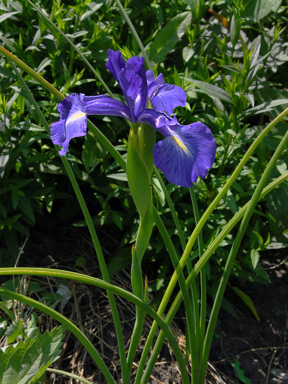 Image of Iris latifolia specimen.