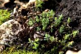 Hypericum cerastoides. Выходящее из зимовки растение. Белгородская обл., пос. Ракитное, ул. Сосновая, 2, в культуре. 2 апреля 2026 г.