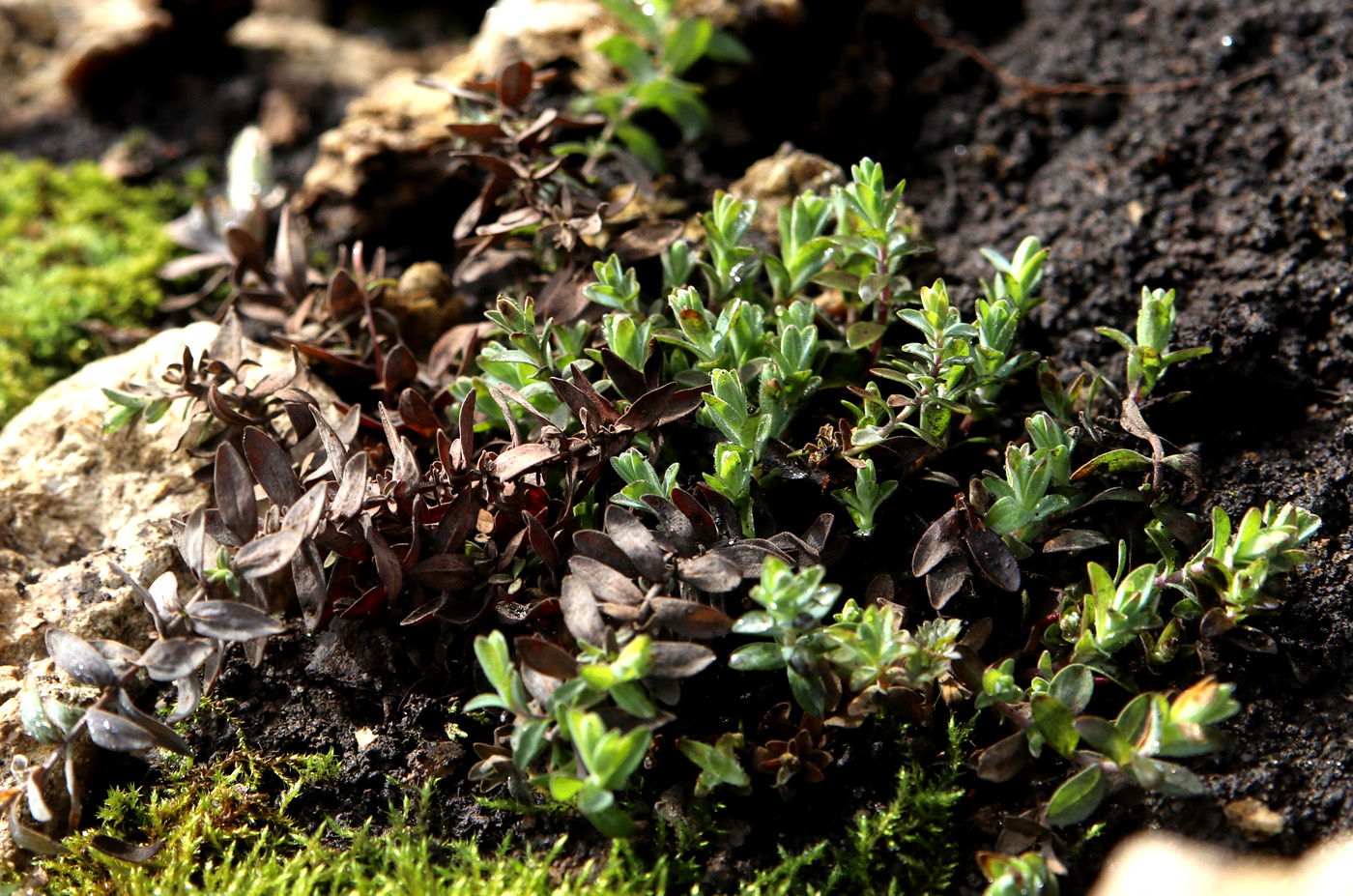 Image of Hypericum cerastoides specimen.