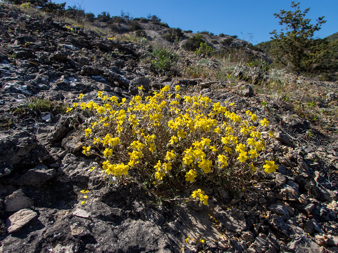 Изображение особи Helianthemum georgicum.