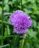 Allium schoenoprasum. Соцветие. Псковская обл., г. Великие Луки, палисадник. 12.06.2025.