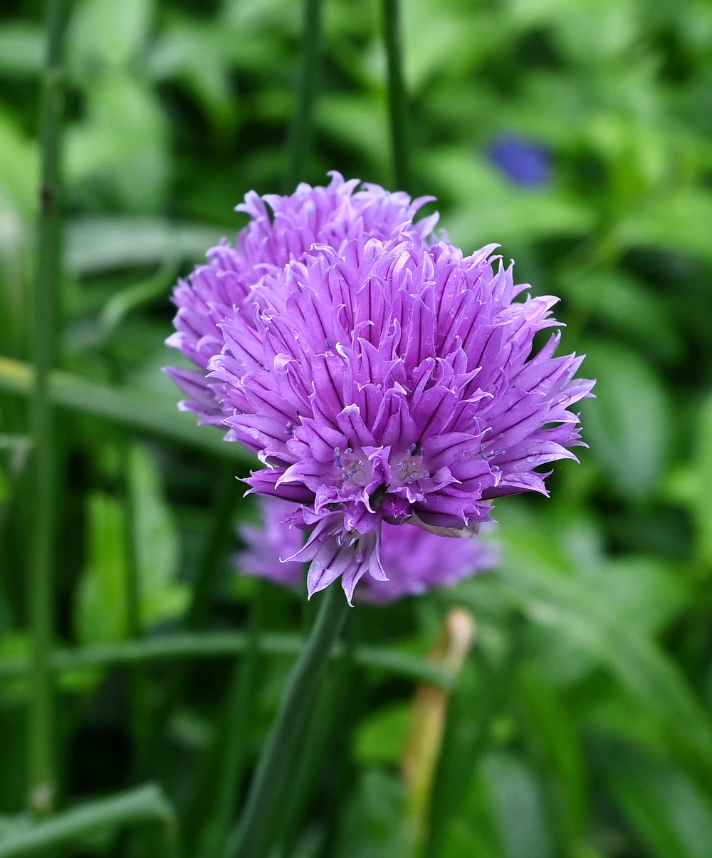 Image of Allium schoenoprasum specimen.
