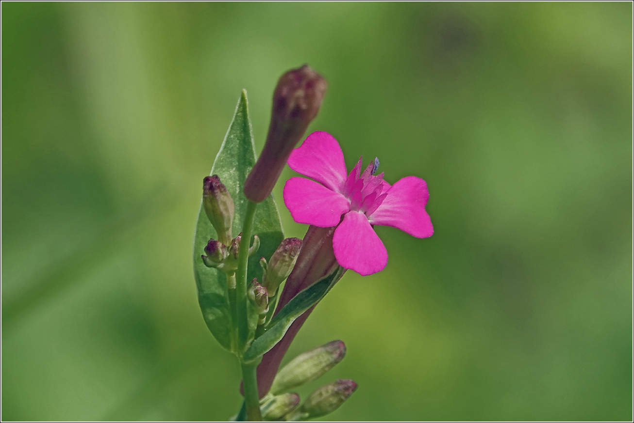 Image of Unknown species specimen.