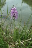 Orchis militaris. Цветущее растение. Ленинградская обл., Гатчинский р-н, окр. пос. Пудость, берег р. Ижора, бровка обрыва, луг. 10.06.2026.