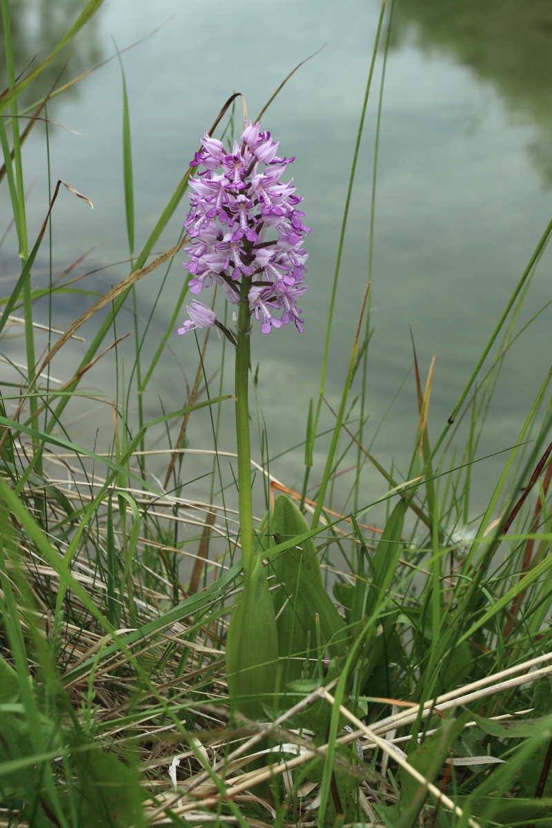 Изображение особи Orchis militaris.