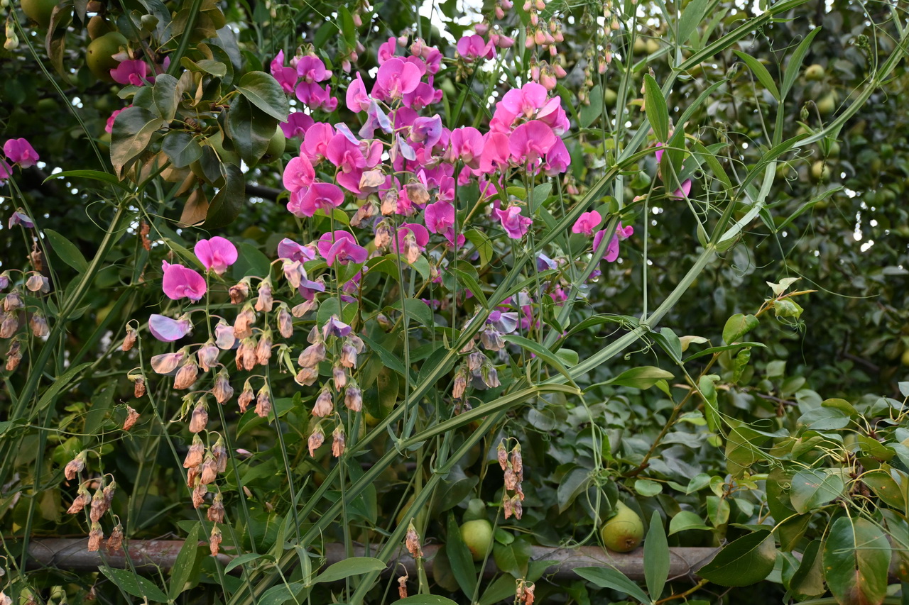 Image of Lathyrus sylvestris specimen.