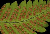 Gymnocarpium dryopteris. Часть вайи с сорусами. Карелия, Лахденпохский р-н., окр. пос. Ихала, на краю дороги через ельник. 02.08.2026.