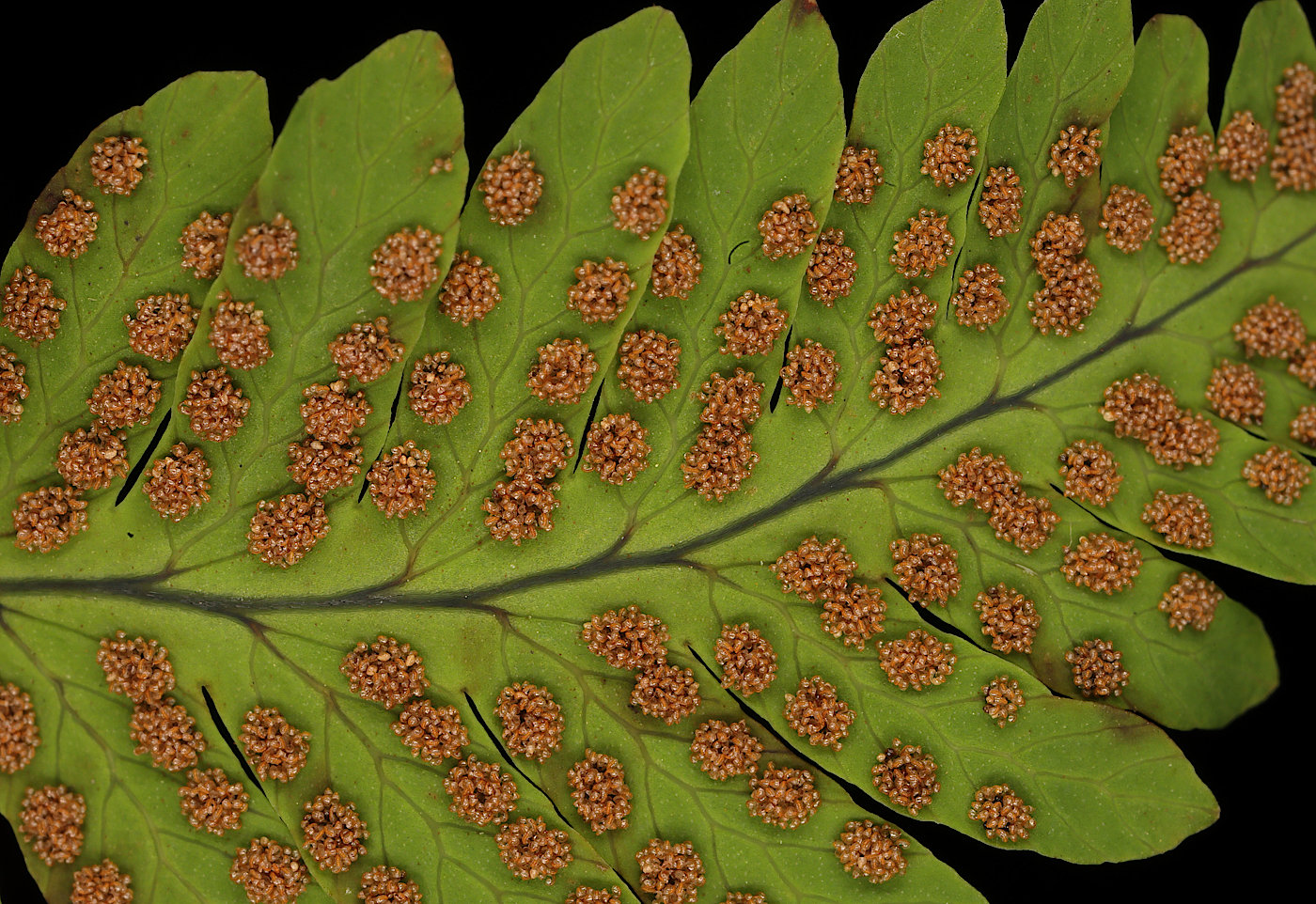 Image of Gymnocarpium dryopteris specimen.