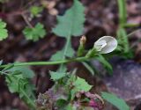 View full-size image genus Vicia