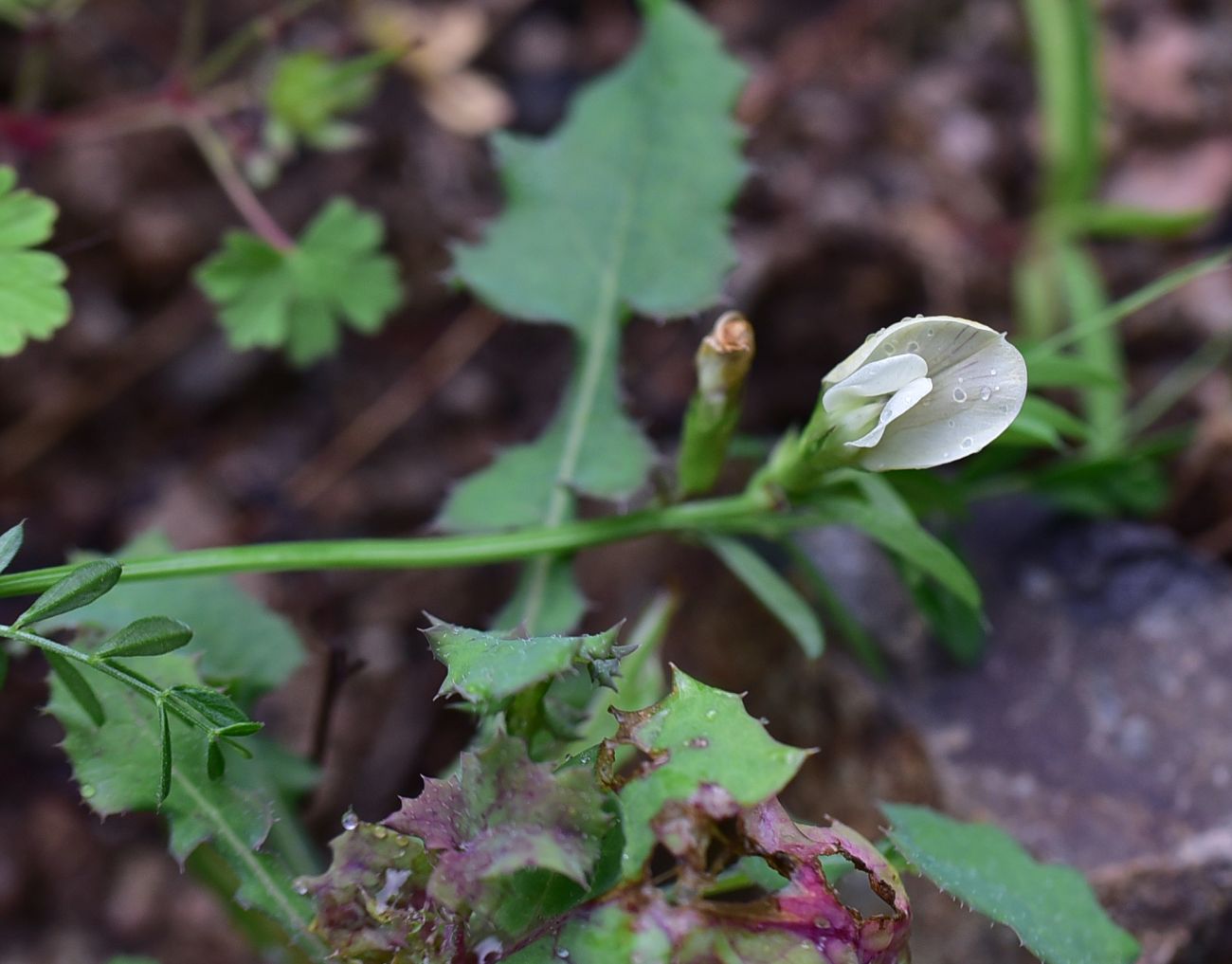 Image of genus Vicia specimen.