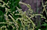 genus Melica. Соцветия. Китай, пров. Ганьсу, г. Ланьчжоу, глинистый участок склона, в парке под деревьями. 06.06.2025.