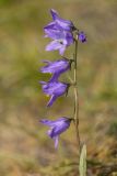 Campanula collina. Соцветие. Кабардино-Балкария, Чегемский р-н, дол. р. Чегем, окр. т/б \"Башиль\", склон пика Турист, ≈ 2300 м н.у.м., субальпийский луг. 03.08.2026.