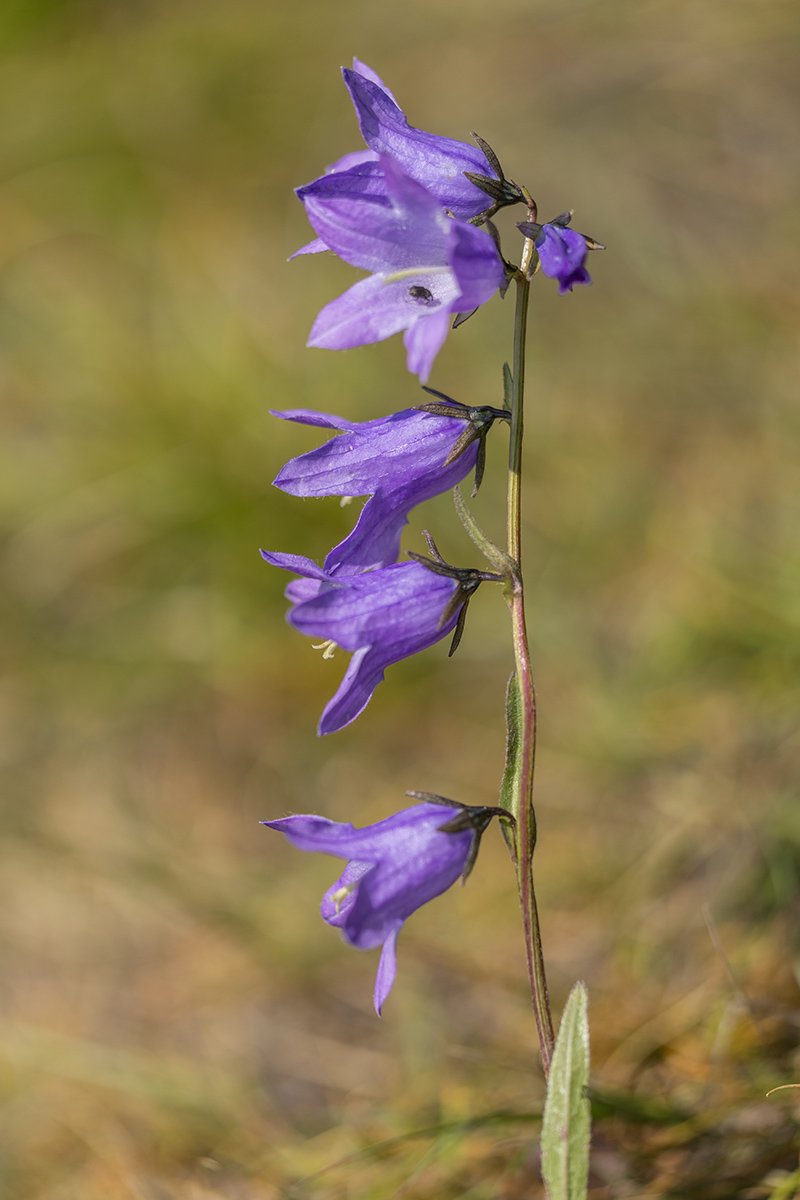 Изображение особи Campanula collina.