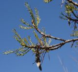 genus Fraxinus. Ветвь цветущего дерева. Израиль, г. Кармиэль, городской парк. 13.02.2011.