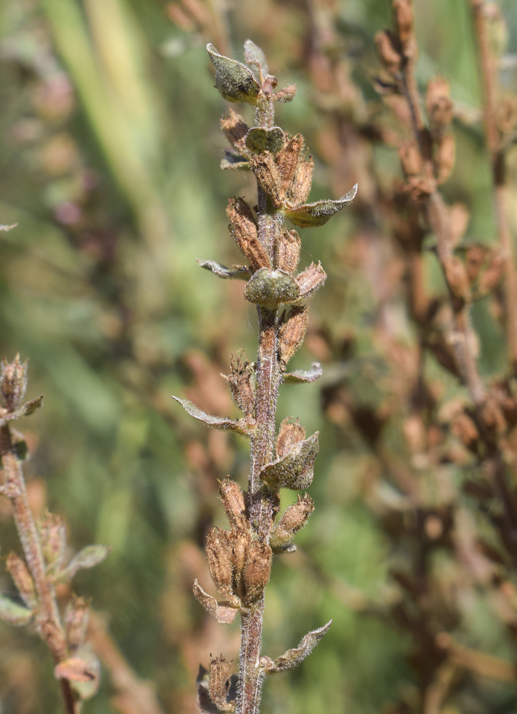 Image of Lythrum salicaria specimen.