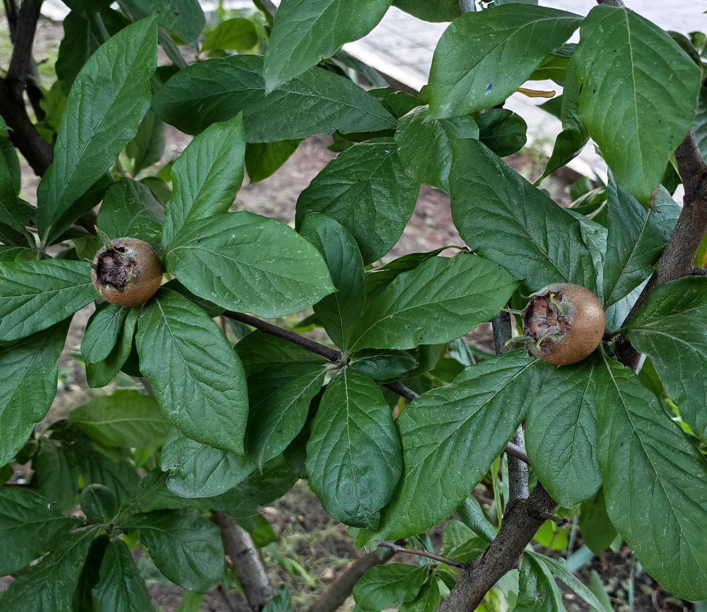 Изображение особи Mespilus germanica.