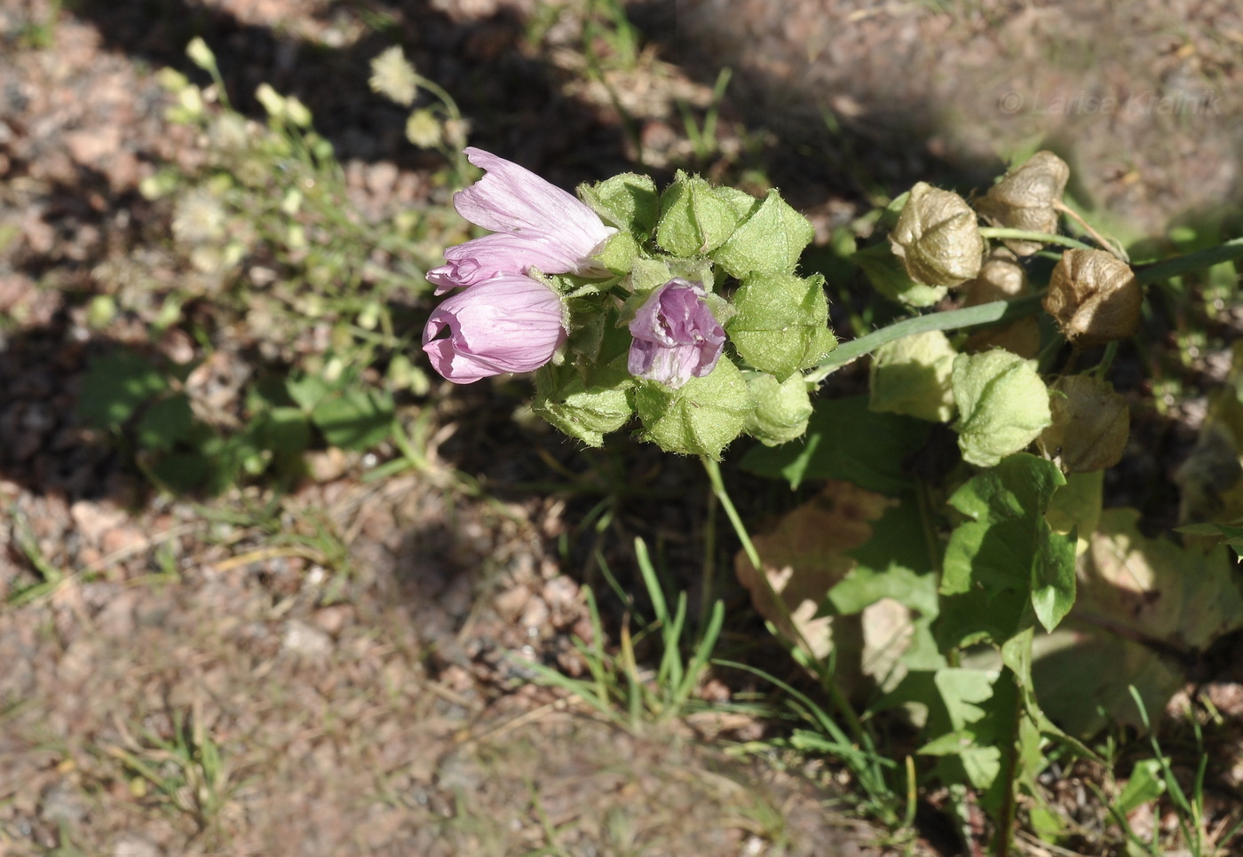 Изображение особи Malva moschata.