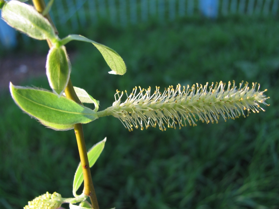 Изображение особи Salix &times; fragilis.