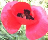 Papaver macrostomum