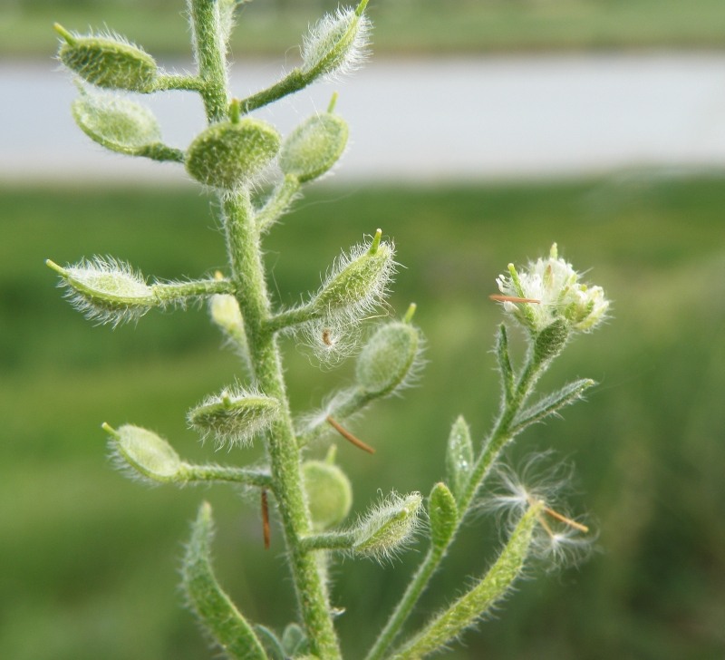 Image of Alyssum hirsutum specimen.