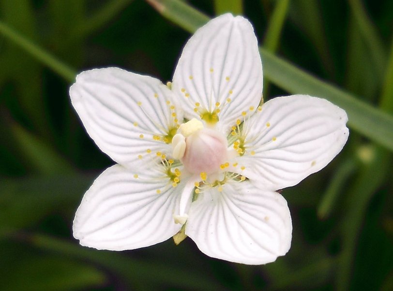 Изображение особи Parnassia palustris.