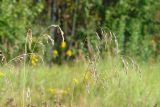 Festuca pratensis. Соплодия. Московская обл., Раменский р-н, окр. дер. Хрипань, луг. 19.08.2006.
