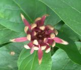 род Calycanthus
