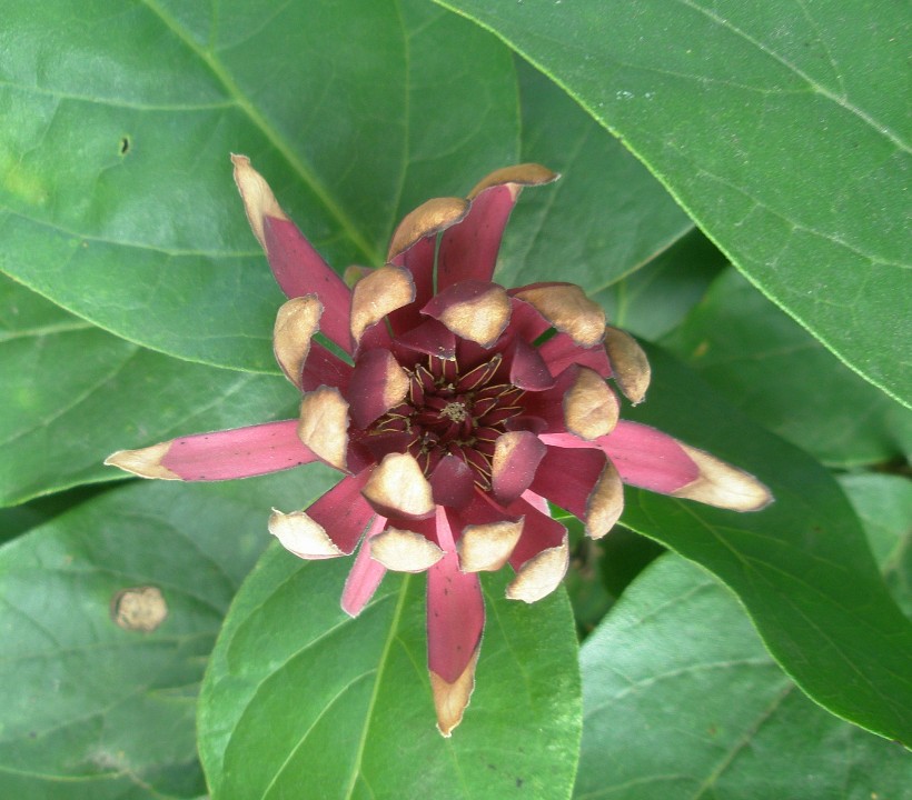 Изображение особи род Calycanthus.