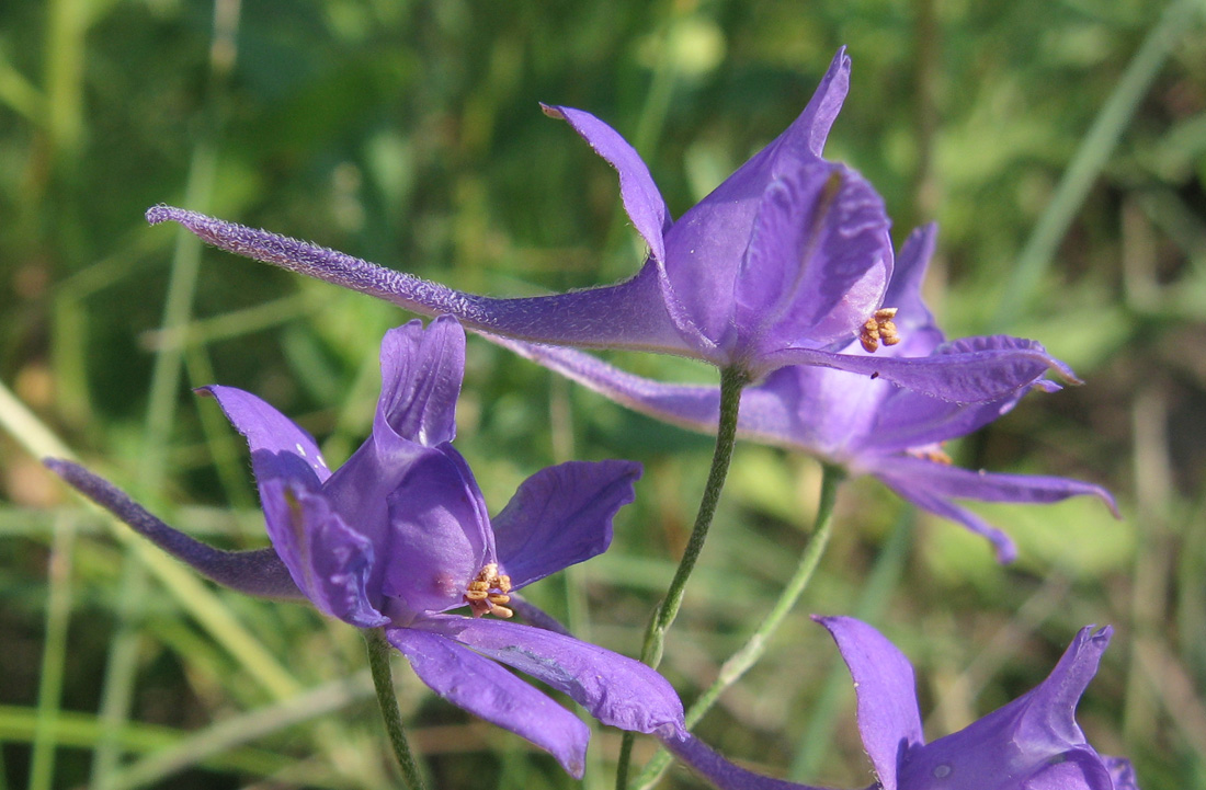 Image of Delphinium consolida specimen.