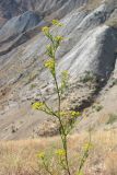 Bupleurum woronowii. Верхняя часть растения. ЮВ Крым, окр. пос. Орджоникидзе, гора Джан-Куторан. 27 июля 2011 г.