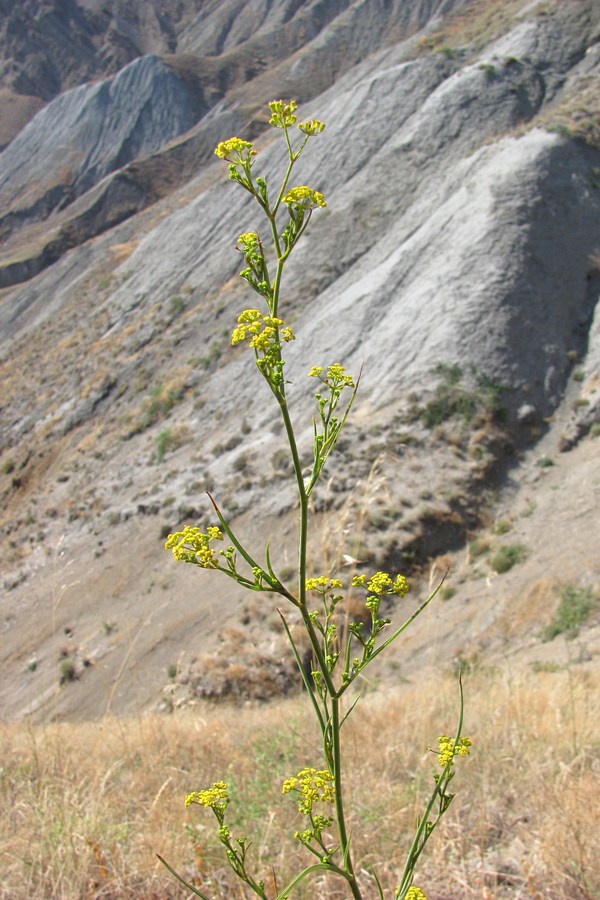 Изображение особи Bupleurum woronowii.