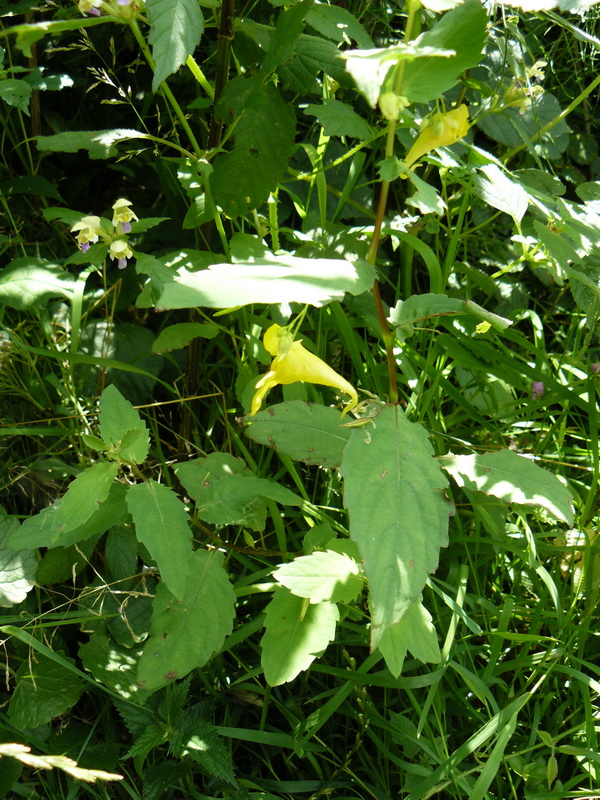 Image of Impatiens noli-tangere specimen.