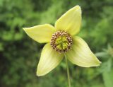 Clematis serratifolia