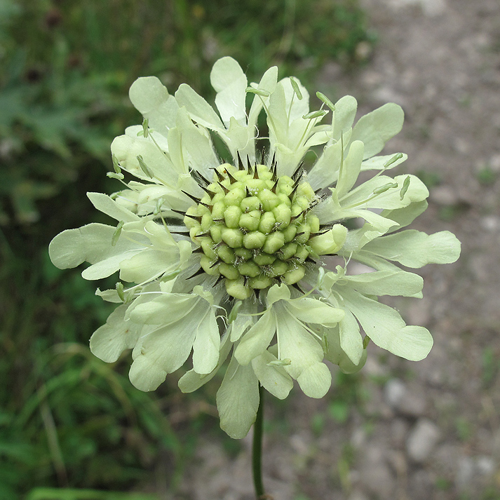 Изображение особи Cephalaria gigantea.