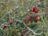 Cotoneaster integerrimus. Ветви с плодами. Горный Крым, Бабуган-Яйла. 24 августа 2011 г.