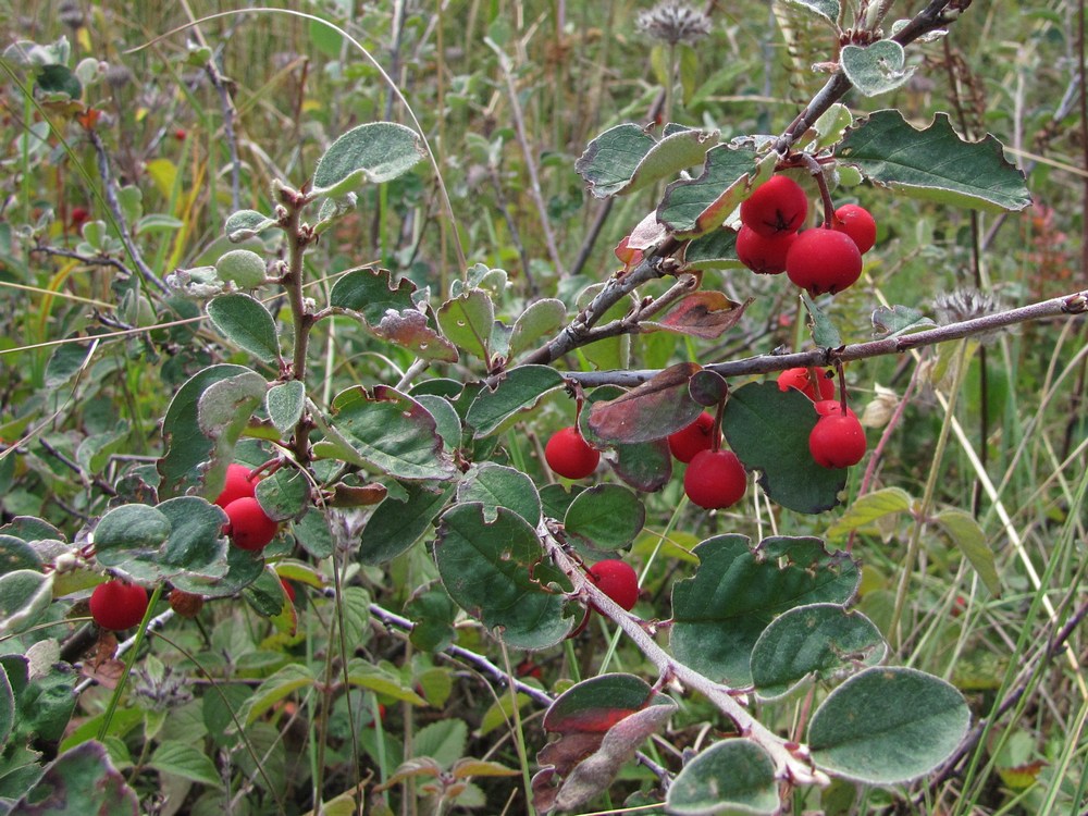 Image of Cotoneaster integerrimus specimen.