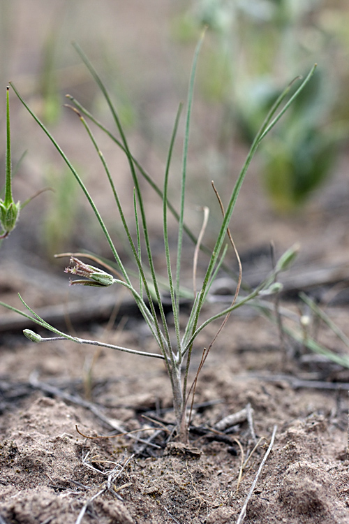 Изображение особи Koelpinia linearis.