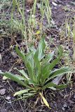 Plantago lanceolata. Зацветающее растение. Таджикистан, Гиссарский хр., ущелье Сингисафат. 29.04.2011.