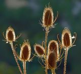 Dipsacus fullonum. Верхушка плодоносящего растения. Московская обл., Раменский р-н, окр. дер. Хрипань, садовый участок. 07.09.2011.