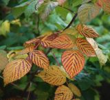 Rubus idaeus. Листья в осенней окраске. Московская обл., Раменский р-н, окр. дер. Хрипань, садовый участок. 06.10.2011.