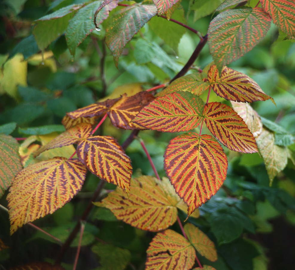Image of Rubus idaeus specimen.
