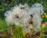 Clematis vitalba