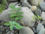 Sanguisorba polygama. Прикорневые листья. Полярный Урал, берег Юнъяхи. 22.07.2011.