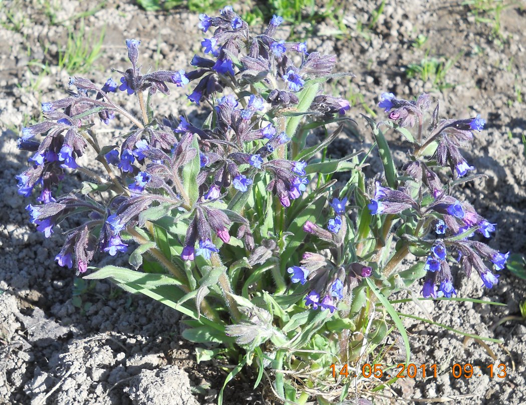 Image of Pulmonaria angustifolia specimen.