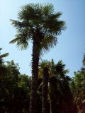 Trachycarpus fortunei. Взрослое дерево. Южный Берег Крыма, пос. Гурзуф. 22 августа 2007 г.