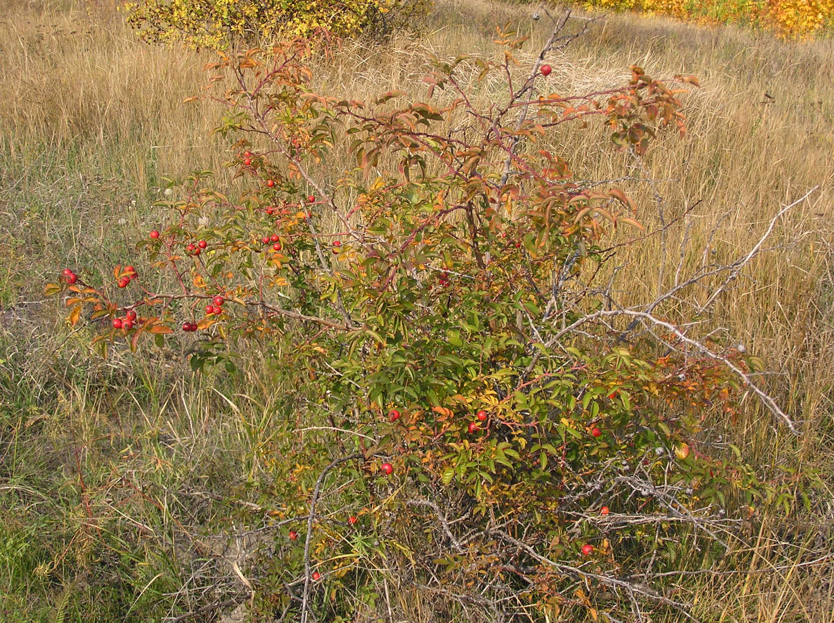 Image of genus Rosa specimen.