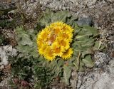 Inula rhizocephala. Цветущее растение. Таджикистан, Памир, восточнее перевала Кой-Тезек, 4200 м н.у.м. 02.08.2011.