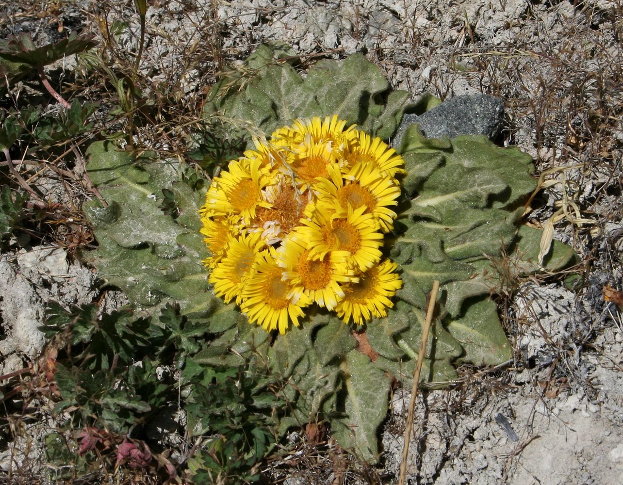 Изображение особи Inula rhizocephala.