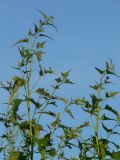 Atriplex sagittata