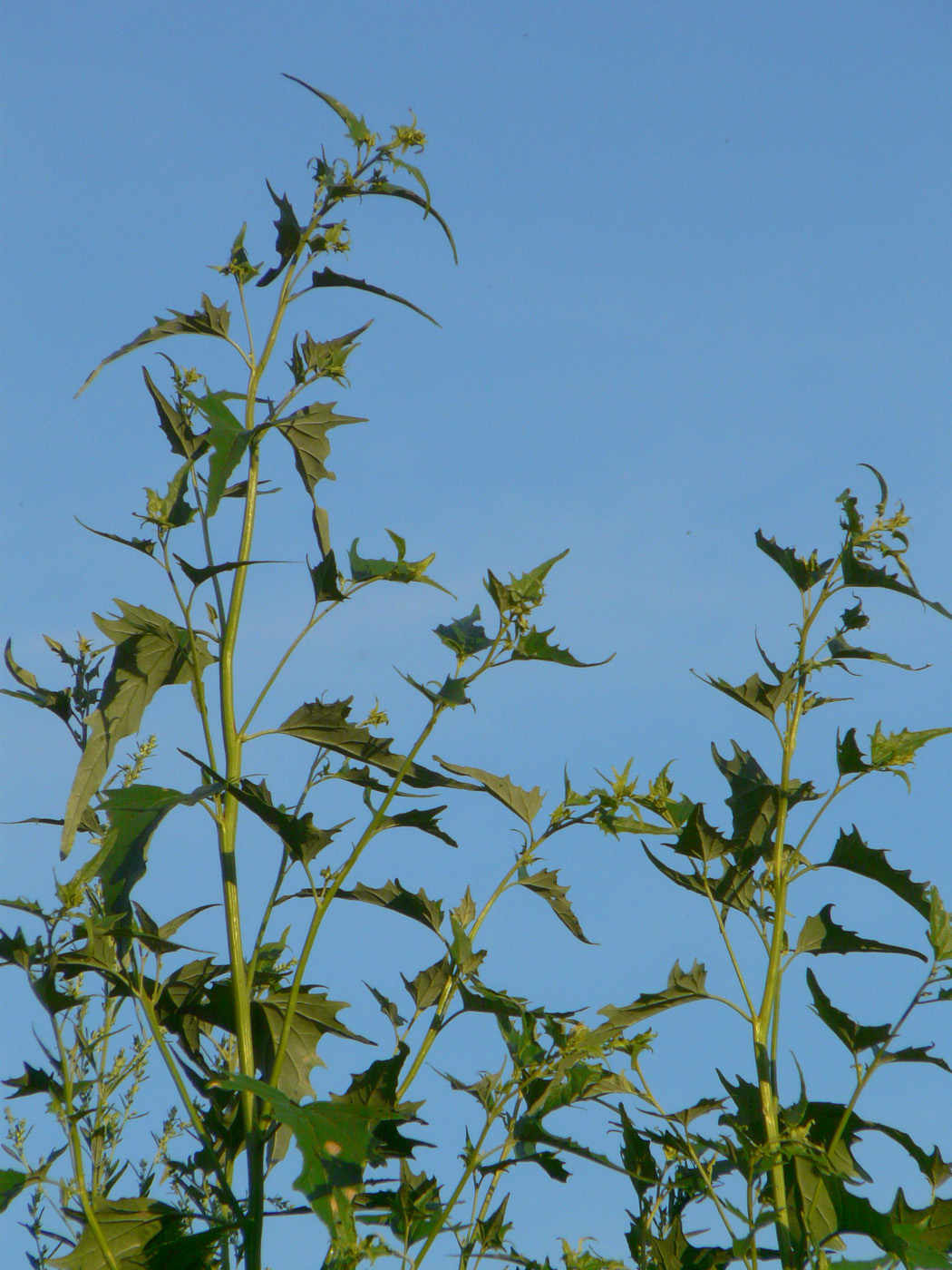 Изображение особи Atriplex sagittata.